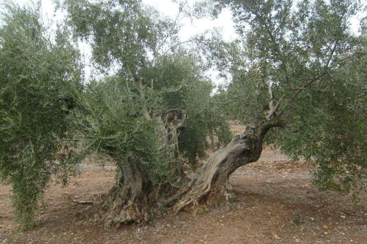 Вилла Cortijo El Derramadero Вильякаррильо Экстерьер фото